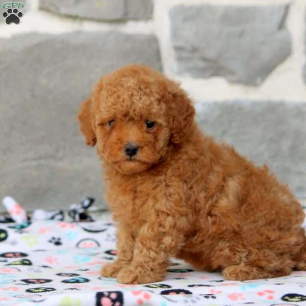 Drew, Toy Poodle Puppy
