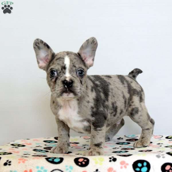 Drew, Frenchton Puppy