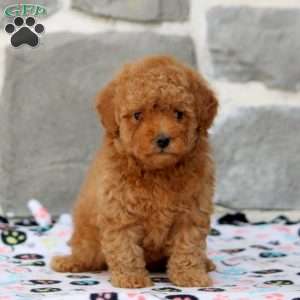 Drew, Toy Poodle Puppy