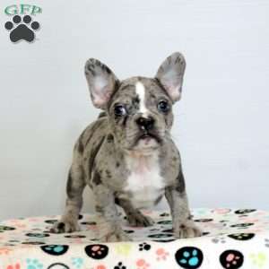 Drew, Frenchton Puppy
