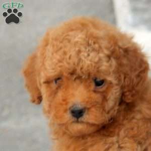 Drew, Toy Poodle Puppy