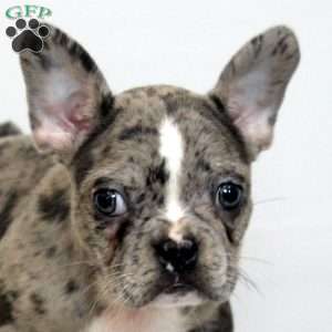 Drew, Frenchton Puppy
