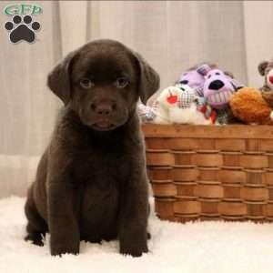 Drew, Black Labrador Retriever Puppy
