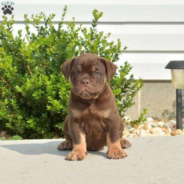 Drifter, Olde English Bulldogge Puppy