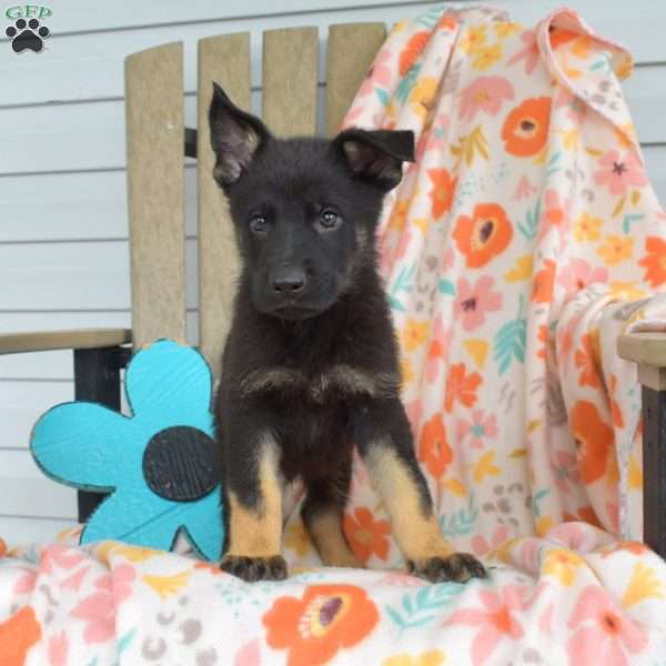Drifter, German Shepherd Puppy