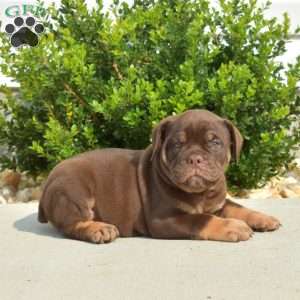 Drifter, Olde English Bulldogge Puppy