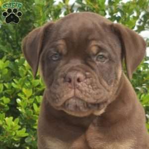 Drifter, Olde English Bulldogge Puppy