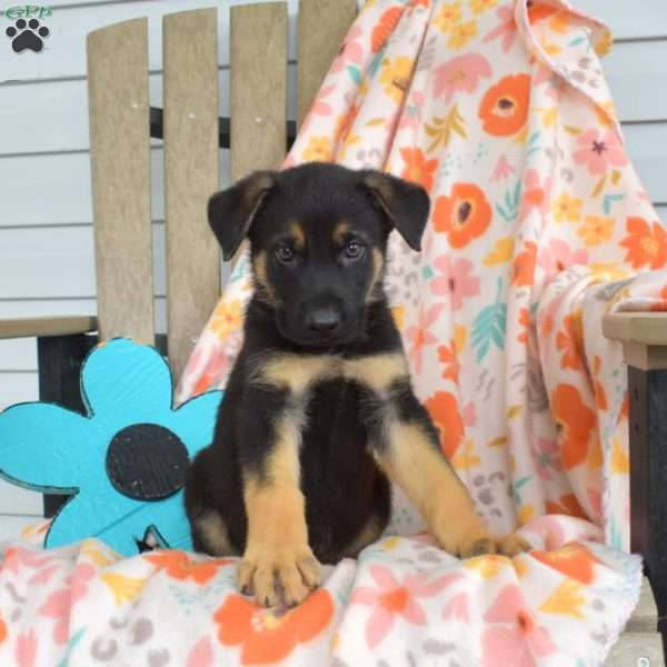 Drummer, German Shepherd Puppy