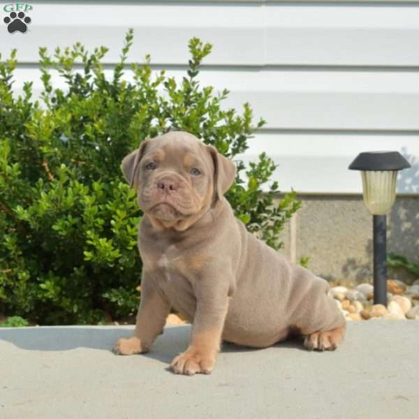 Drummer, Olde English Bulldogge Puppy