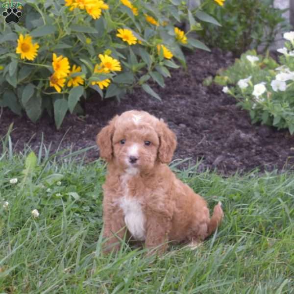 Drummer, Mini Goldendoodle Puppy