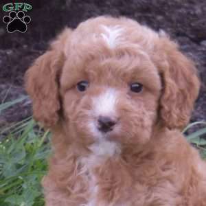 Drummer, Mini Goldendoodle Puppy