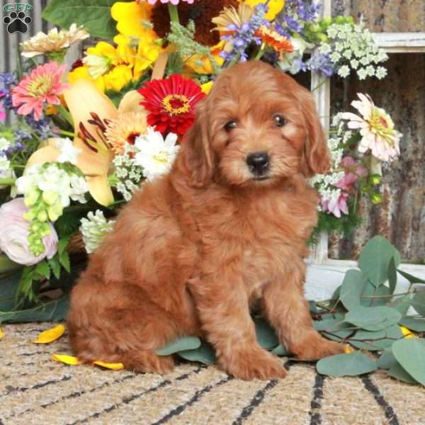 Duchess, Mini Goldendoodle Puppy