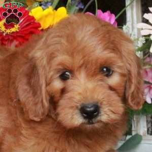Duchess, Mini Goldendoodle Puppy
