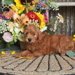 Duchess, Mini Goldendoodle Puppy