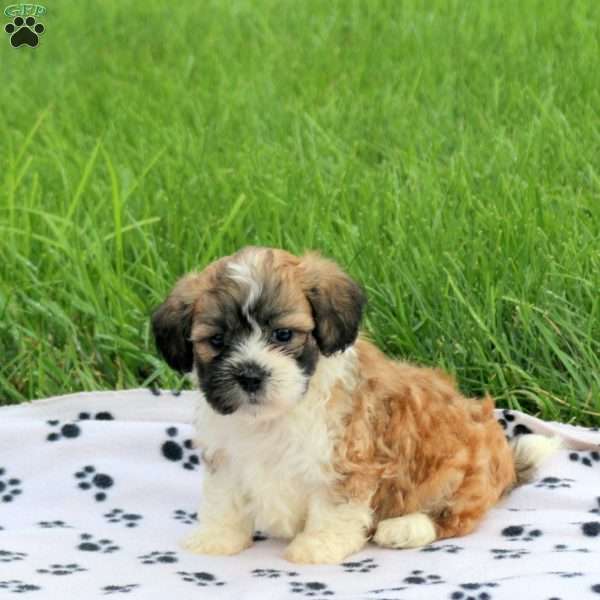 Duke, Teddy Bear Puppy
