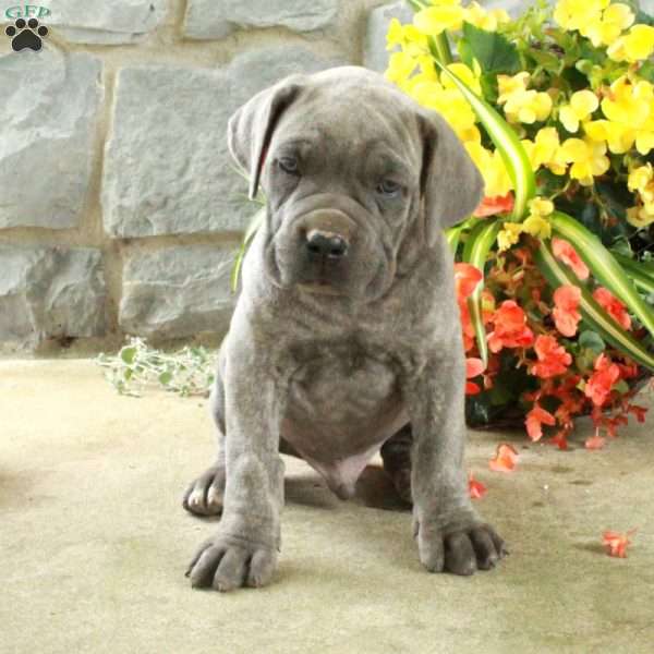 Duke, Cane Corso Puppy