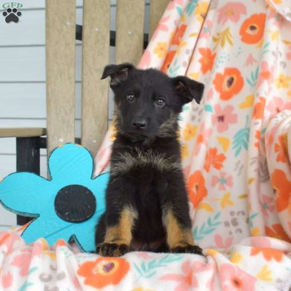 Duke, German Shepherd Puppy
