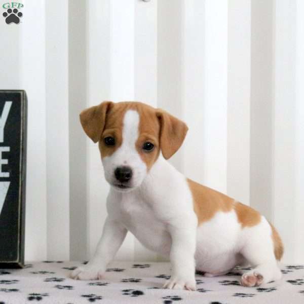 Duke, Jack Russell Terrier Puppy