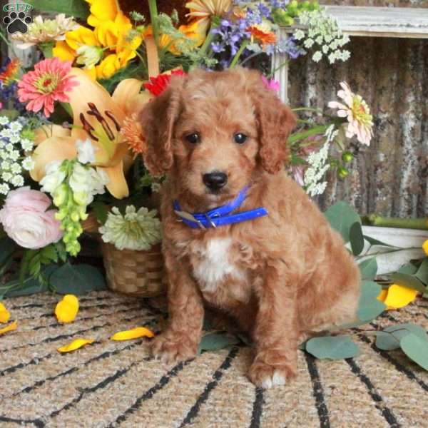 Duke, Mini Goldendoodle Puppy