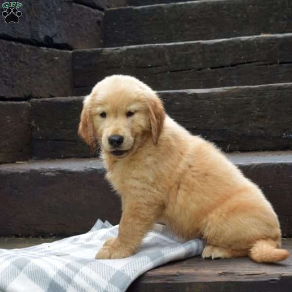 Duke, Golden Retriever Puppy