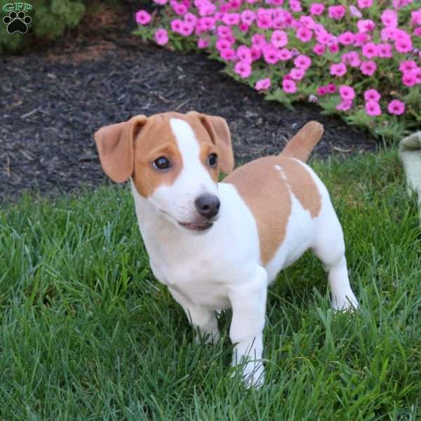 Duke, Jack Russell Terrier Puppy