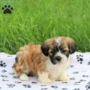 Duke, Teddy Bear Puppy