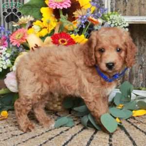Duke, Mini Goldendoodle Puppy