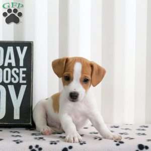 Duke, Jack Russell Terrier Puppy