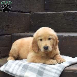 Duke, Golden Retriever Puppy
