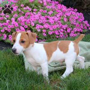 Duke, Jack Russell Terrier Puppy