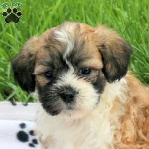 Duke, Teddy Bear Puppy