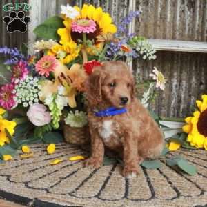 Duke, Mini Goldendoodle Puppy