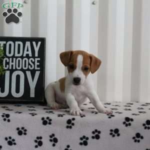 Duke, Jack Russell Terrier Puppy