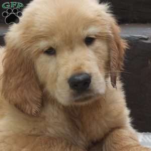 Duke, Golden Retriever Puppy