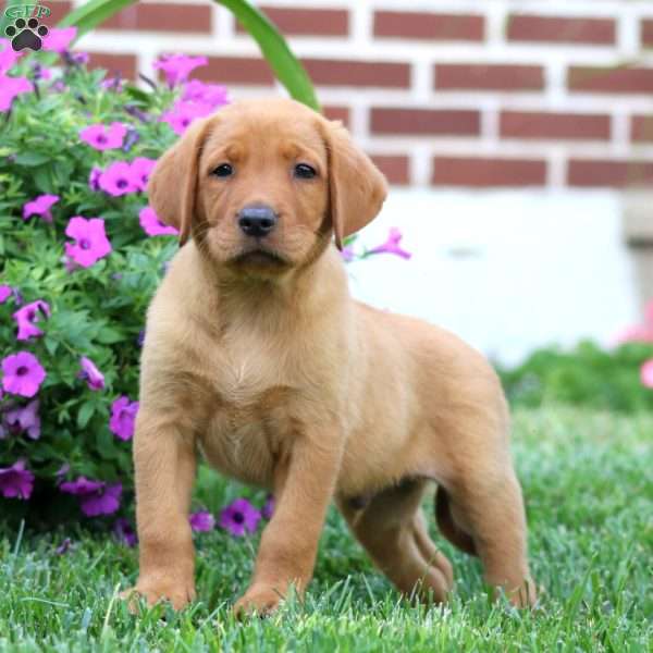 Duke, Fox Red Labrador Retriever Puppy