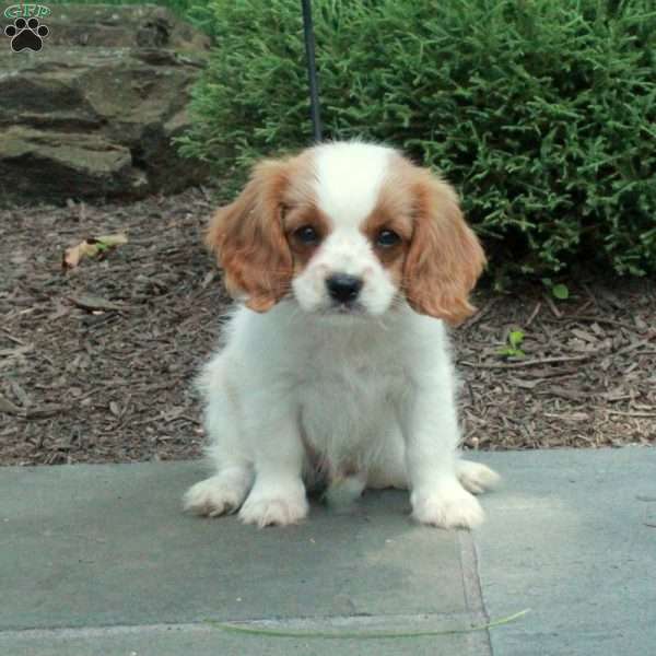 Duncan, Cavalier King Charles Mix Puppy