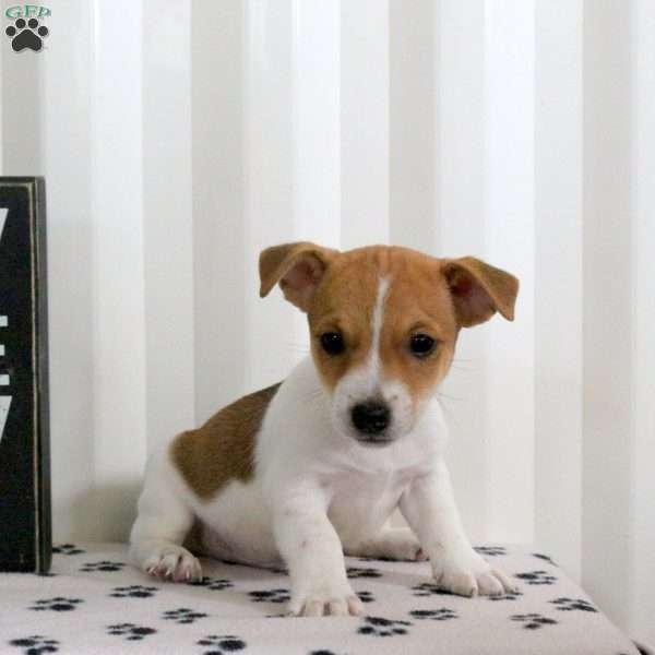 Duncan, Jack Russell Terrier Puppy