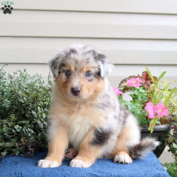 Duncan, Australian Shepherd Puppy