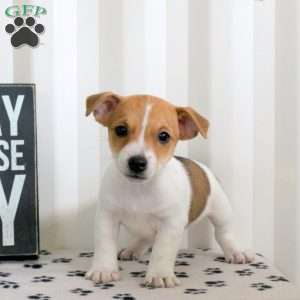 Duncan, Jack Russell Terrier Puppy