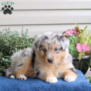 Duncan, Australian Shepherd Puppy