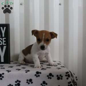 Duncan, Jack Russell Terrier Puppy