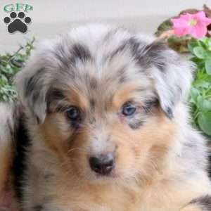 Duncan, Australian Shepherd Puppy