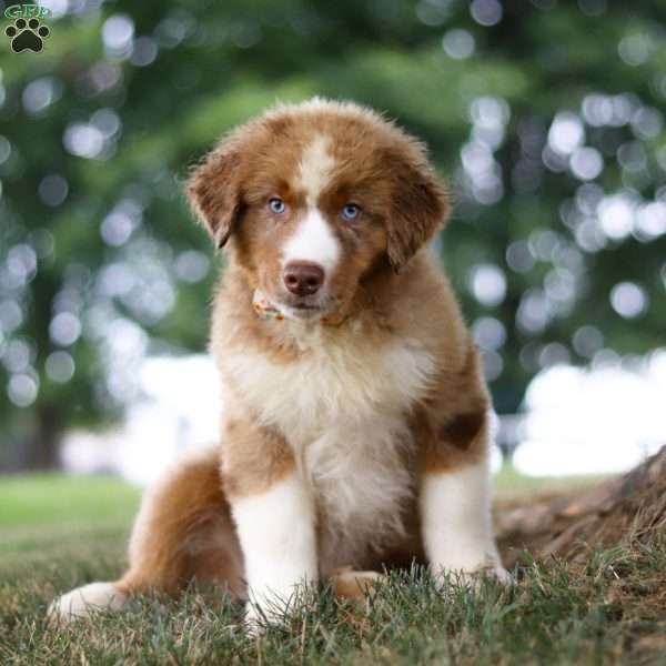 Dune, Miniature Australian Shepherd Puppy