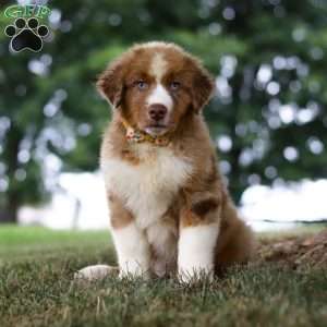 Dune, Miniature Australian Shepherd Puppy
