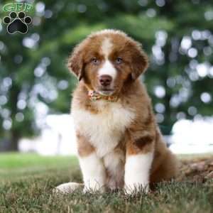 Dune, Miniature Australian Shepherd Puppy