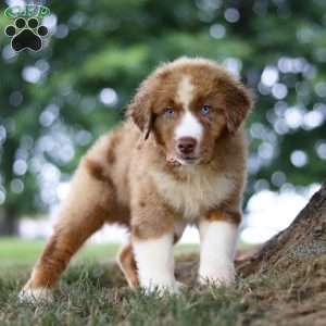 Dune, Miniature Australian Shepherd Puppy