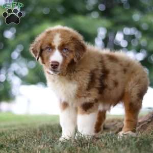 Dune, Miniature Australian Shepherd Puppy