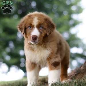 Dune, Miniature Australian Shepherd Puppy