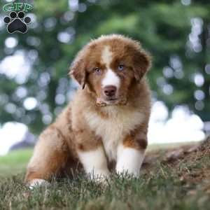 Dune, Miniature Australian Shepherd Puppy