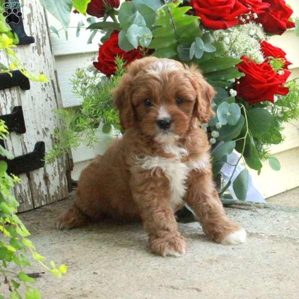 Dusty, Cavapoo Puppy